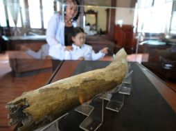 El colmillo del mastodonte mide 1.35 metros. AP  /