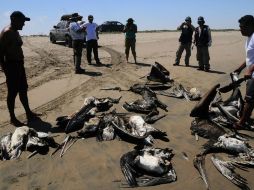 Un grupo de pelícanos muertos en una playa de Chiclayo, en Perú. EFE  /