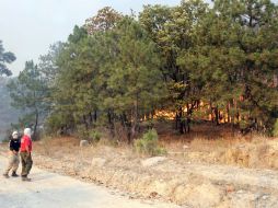 Proponen que Zapopan, Tala, Tlajomulco y Arenal incluyan al bosque en sus planes de desarrollo urbano. ARCHVO  /