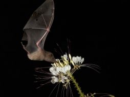 Medellín dice dedicarse a mostrar a los murciélagos como una fuente de beneficios para los humanos. ARCHIVO  /