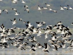 En México, 200 de estas especies son migratorias, pues utilizan este país de paso a otros lugares del Caribe y Sudamérica. ARCHIVO  /