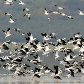 Las aves migratorias proporcionan beneficios al ecosistema
