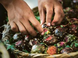 Las pitayas se cortan en la madrugada en Techaluta y Amacueca.  /