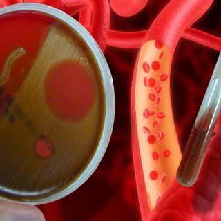 Combaten diabetes con aminoácido