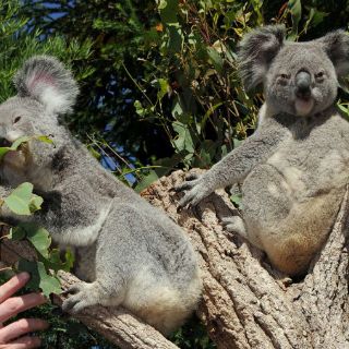 Los koalas pueden extinguirse en Australia en 50 años