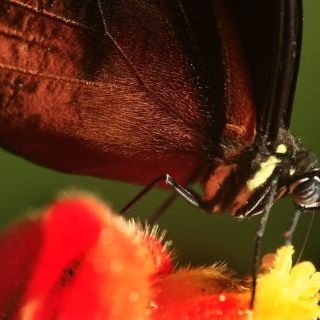 Papirolas te acerca a la biodiversidad