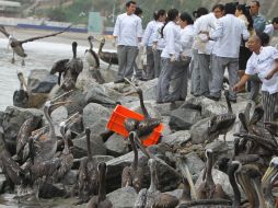 En las últimas semanas se reportara la muerte de unas 500 de estas aves. EFE  /