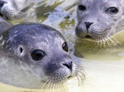 Los animales no parecían estar afectados por problemas de desnutrición, no había evidencias de disparos ni de daños traumáticos. EFE  /