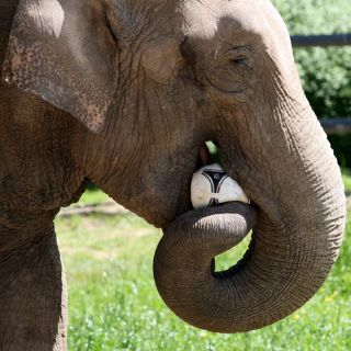 Ayer pulpo, hoy elefanta