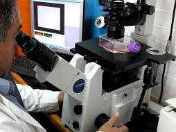 Además es capaz de recrear qué pasa durante los tratamientos aplicados en las diferentes etapas de la herida. ARCHIVO  /