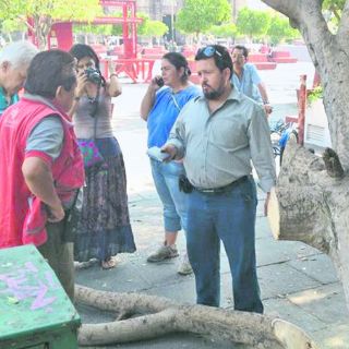 Defienden árboles; consiguen más