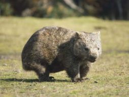 Los wombats son considerados por los agricultores como una peste porque cuando proliferan causan daños en los cultivos. ESPECIAL  /