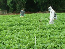 El objetivo de este proyecto es remediar suelos contaminados por pesticidas. ID  /