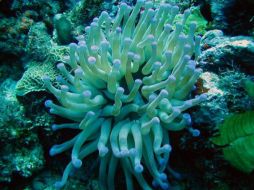 El calentamiento global constituye una grave amenaza para la supervivencia de los corales. ESPECIAL  /