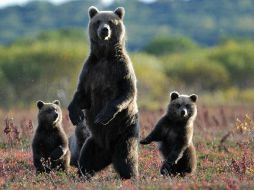 El oso pardo es un bien natural, un sujeto del mundo animal y un objeto de caza regulada. ESPECIAL  /