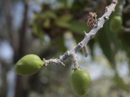 Sinaloa es uno de los principales productores de mango a nivel nacional, con una superficie plantada de 22 mil hectáreas. ARCHIVO  /