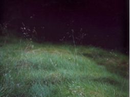 Las instantáneas de ''Forest''(2000-2005), forman parte de la muestra. ESPECIAL  /