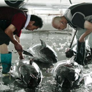 Atunes radiactivos cruzan el Pacífico hasta EU