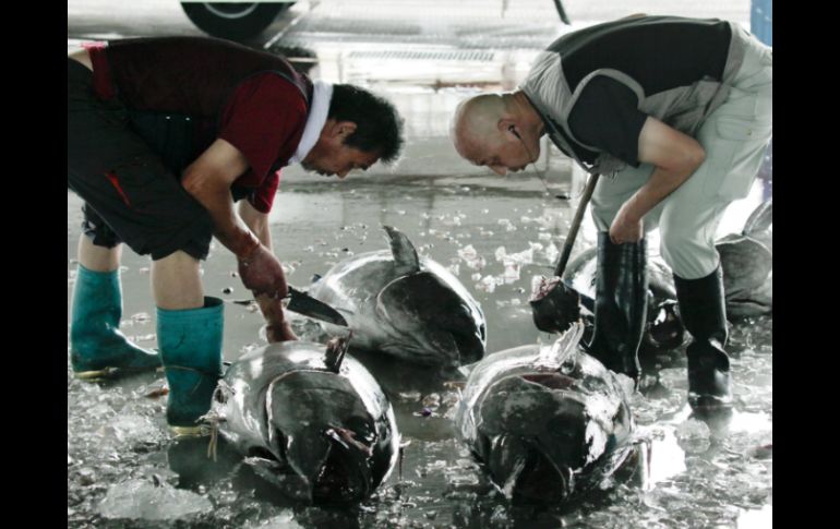 - Varios distribuidores de pescado examinan varios atunes, capturados en la costa Fukushima. ARCHIVO  /