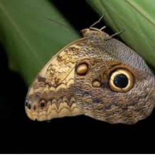 Las antenas de las mariposas inspiran un potente detector de explosivos