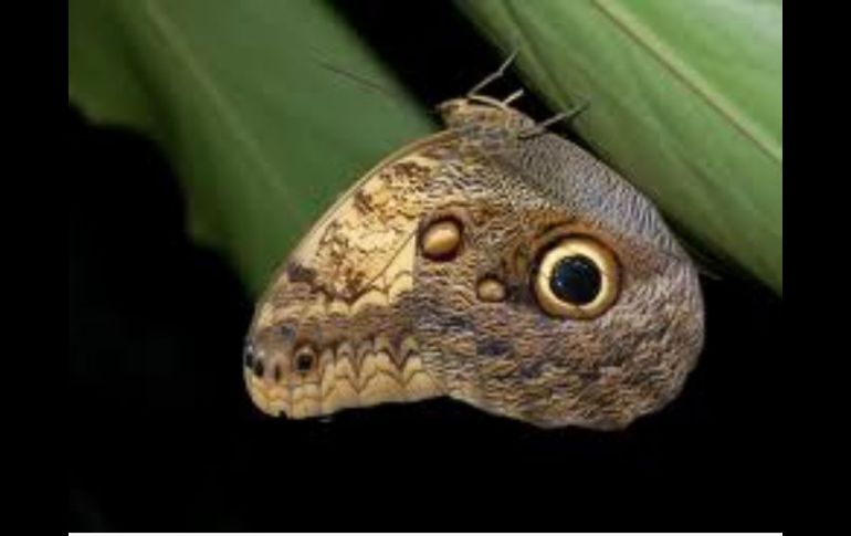 Las antenas de las mariposas nocturnas sirven como detector de explosivos. ESPECIAL  /