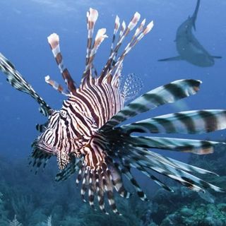 Honduras a la caza del pez león, peligroso espécimen con deliciosa carne