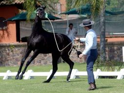 El Hospital de Enseñanza de Equinos y de Grandes Especies es el más importante en su tipo.  ARCHIVO  /