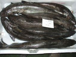 La exportaciones de merluza en Kenia tienen como destino varios países europeos, entre ellos España. ESPECIAL  /