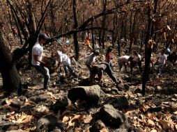 Voluntarios realizan labores de restauración en el bosque.  /