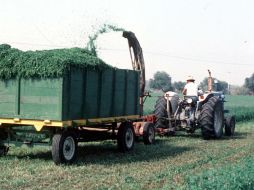 Los productores de Alfalfa de México tuvieron problemas por la apeetura del TLC en el año 2003. ARCHIVO  /