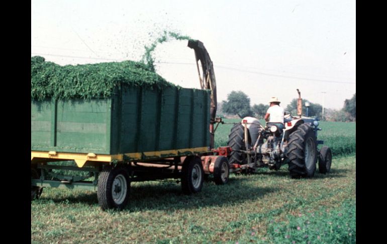 Los productores de Alfalfa de México tuvieron problemas por la apeetura del TLC en el año 2003. ARCHIVO  /