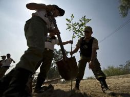 La campaña de reforestación se concentro sólo en el territorio del Municipio de Guadalajara.  /