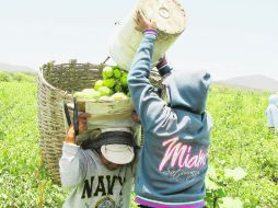 SIEMPRE HAY DONDE. Los habitantes de Tolimán cuando no pizcan tomate, cortan chile o sacan cebolla. EL UNIVERSAL  /