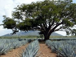 Entre las Rutas del Tequila y el Vino de Baja California se han hecho ejercicios de benchmarking. ARCHIVO  /