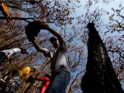 El Bosque de La Primavera en los últimos meses ha sido afectado gravemente por los incendios registrados. ARCHIVO  /
