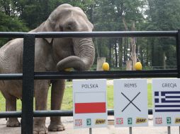 Citta, del zoo de Cracovia, predice cogiendo una fruta el resultado del partido de la Eurocopa entre Polonia y Grecia. EFE  /