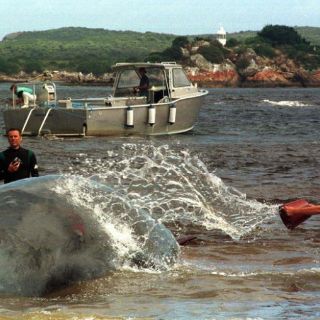 Buscan convencer a Japón de que la ballena vale más viva que muerta