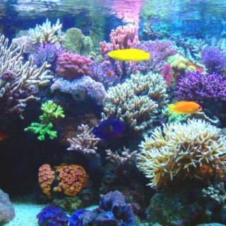 Altos niveles de CO2 ponen en riesgo la respiración de organismos marinos