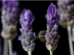 La deforestación, y el efecto de los ácaros amenazan a la población mundial de la abeja de miel. EFE  /