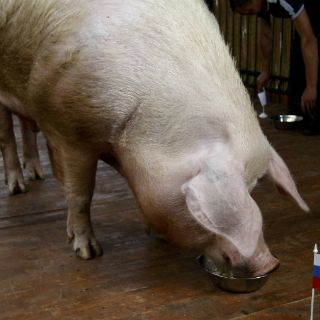 El cerdo Funtik apuesta por Rusia y Polonia