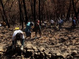Se suspende reforestación de La Primavera, programada para mañana. ARCHIVO  /