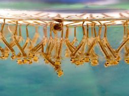 El INSP es el primero en trabajar en la respuesta celular mediada por el corazón del mosquito vector de la malaria. ESPECIAL ID  /