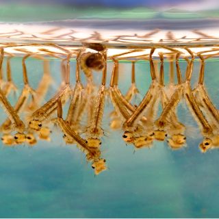 Estudian células de mosquito para prevenir la malaria