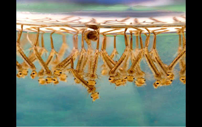 El INSP es el primero en trabajar en la respuesta celular mediada por el corazón del mosquito vector de la malaria. ESPECIAL ID  /