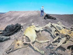 Los efectos de la sequía han provocado la muerte de cientos de cabezas de ganado. EL UNIVERSAL  /