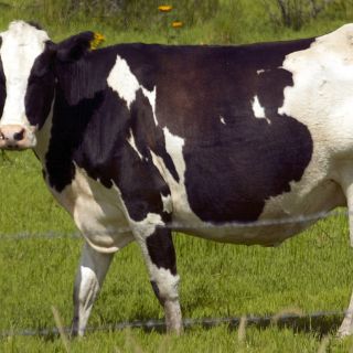 Produce vaca clonada leche similar a la materna