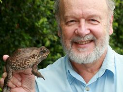 Rick Shine argumenta que el veneno de este sapo puede acabar con la plaga que se introdujo en 1935 en Australia. EFE  /