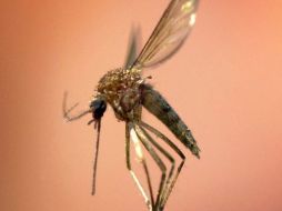 En el mundo unos seis mil 800 millones de personas viven en regiones donde se reproduce el Anopheles stephensi. ARCHIVO .  /