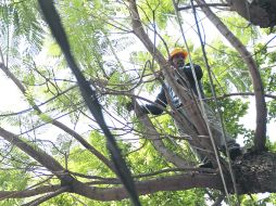 Un empleado de la CFE poda un árbol como medida de prevención en la metrópoli.  /