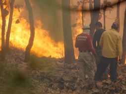 Algunos candidatos proponen la expropiación de La Primavera para cuidar el bosque de más incendios. ARCHIVO  /